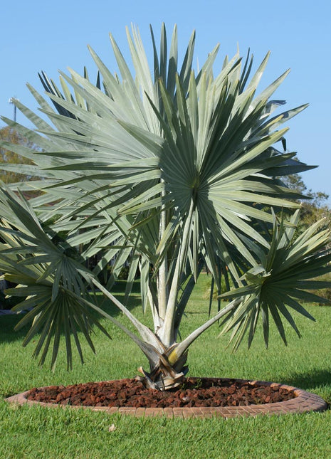 Bismarckia Nobilis &#8220;Bismark Palm&#8221; بسمارك النخيل