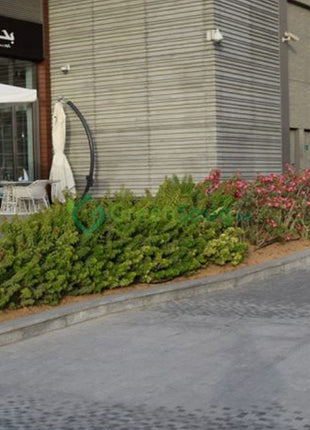 Bougainvillea &#8220;Pink Pixie&#8221;