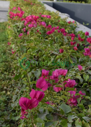 Bougainvillea Spectabilis  “30 to 160cm” Dark Pink
