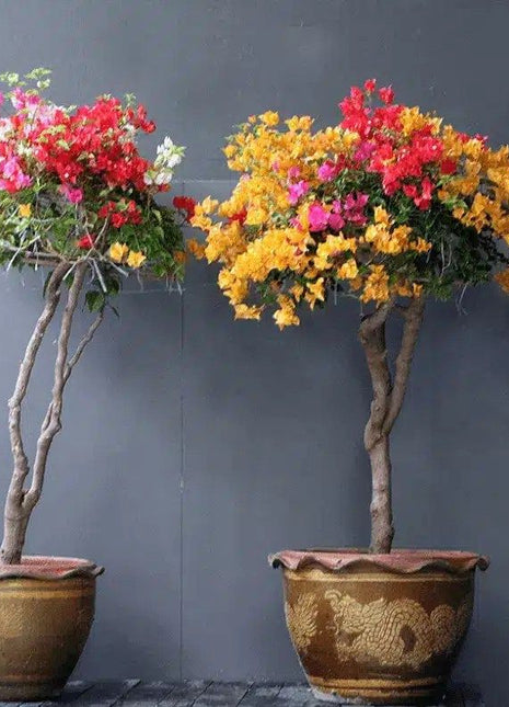 Bougainvillea Specimen &#8220;Single Head&#8221;