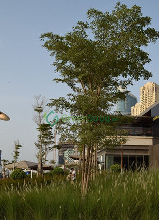 Bucida buceras &#8220;Black Olive Tree&#8221;