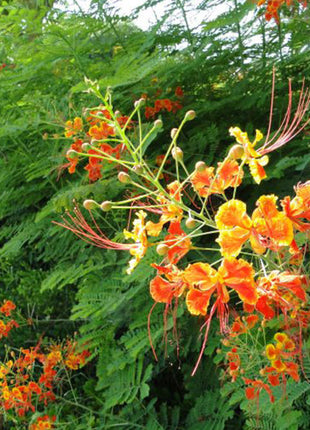 Caesalpinia Pulcherrima &#8220;Peacock Flower&#8221; 40-50cm
