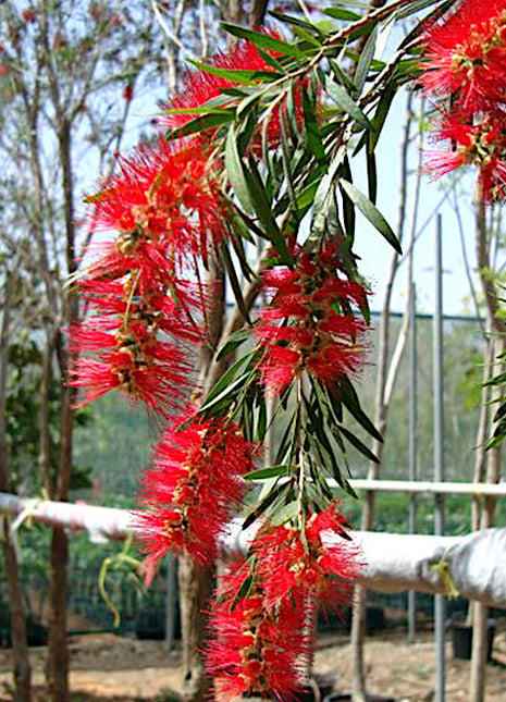 Callistemon viminalis &#8220;Bottle Brush Tree&#8221;