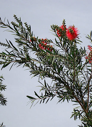 Callistemon viminalis &#8220;Bottle Brush Tree&#8221;