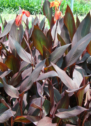 Canna Indica &#8216;Purpurea&#8217; 30 &#8211; 50cm Overall Height