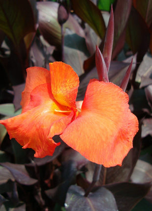Canna Indica &#8216;Purpurea&#8217; 30 &#8211; 50cm Overall Height