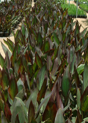 Canna Indica &#8216;Purpurea&#8217; 30 &#8211; 50cm Overall Height