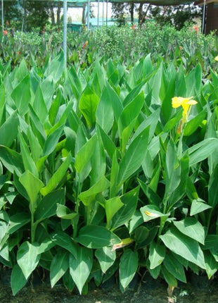 Canna Indica or Canna Green