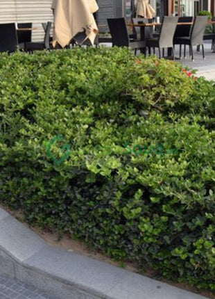 Carissa Grandiflora &#8220;Prostrata Natal Plum&#8221;