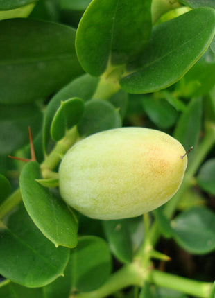 Carissa Grandiflora &#8220;Prostrata Natal Plum&#8221;