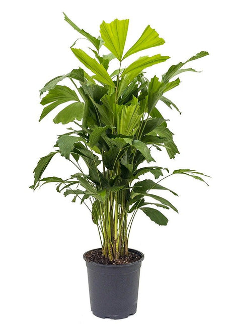 Caryota Mitis &#8220;Fishtail palm&#8221; نخيل ذيل السمكة