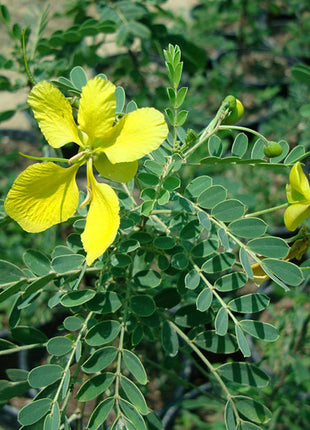 Cassia Bicapsularis &#8220;Butterfly Bush&#8221;
