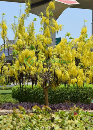 Cassia Fistula &#8220;Golden Shower Tree&#8221; 2.0 &#8211; 2.5m