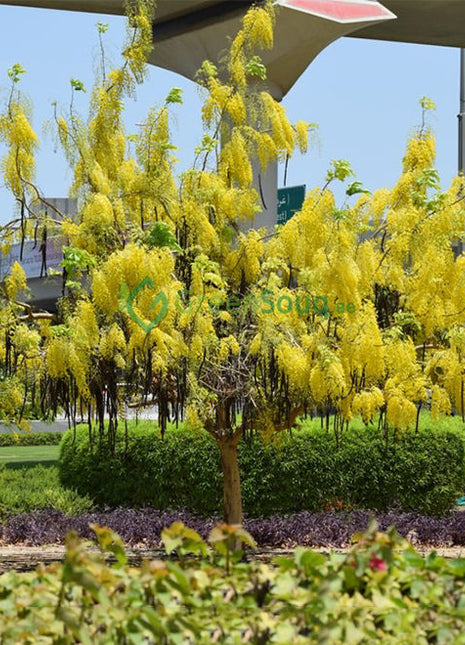 Cassia Fistula &#8220;Golden Shower Tree&#8221; 2.0 &#8211; 2.5m