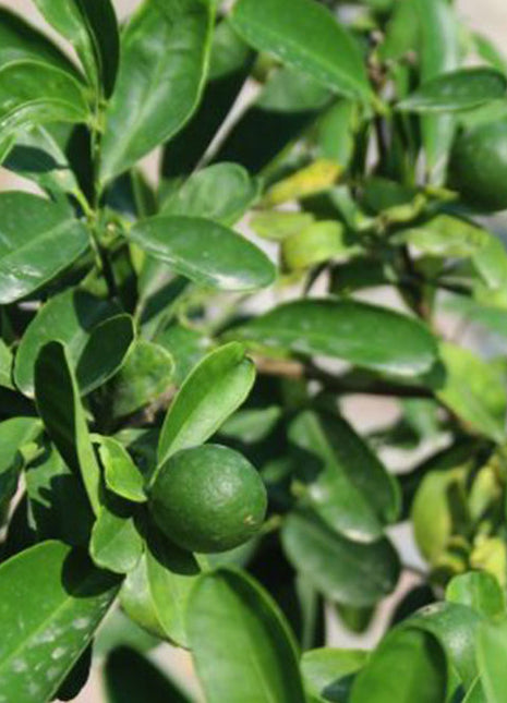 Lime Tree &#8216;Binzaheer&#8217; ليمون بن زهير
