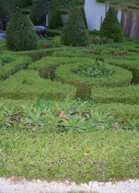 Clerodendrum Inerme Ball Shape &#8220;Wild Jasmine&#8221; 70-80cm Dia