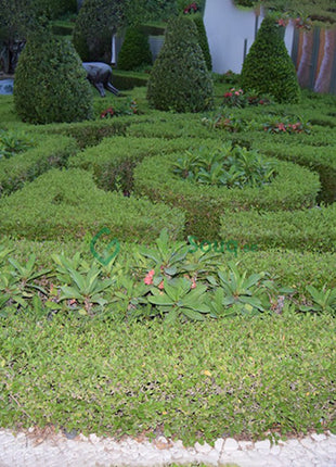 Clerodendrum Inerme Cone Shape &#8220;Wild Jasmine&#8221; 1.2-1.5m