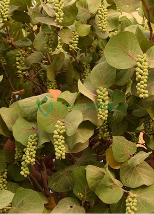 Coccoloba Uvifera or Sea Grape