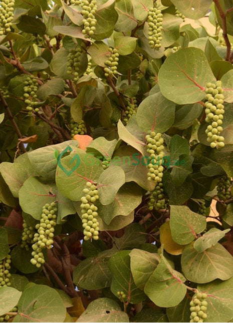 Coccoloba Uvifera or Sea Grape