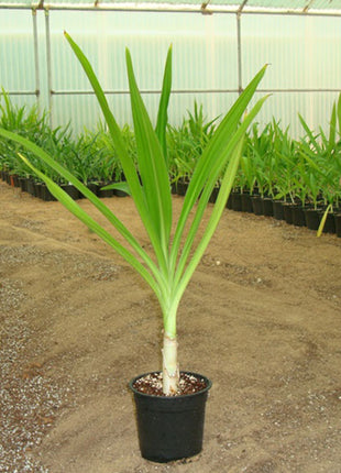 Crinum Asiaticum &#8220;Spider lily or Seashore Lily&#8221;