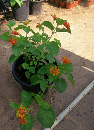 Lantana Camara &#8220;Red Sage&#8221;  30-40cm