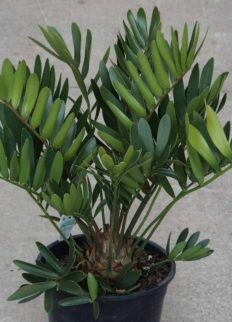 Zamia Furfuracea or Cardboard Palm 0.5-0.7m overall
