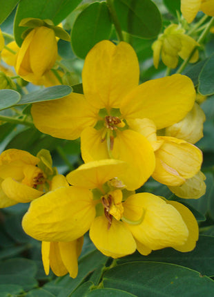 Cassia Surattensis &#8220;Scrambled Egg Plant&#8221;