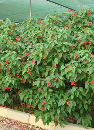 Jatropha Integerrima &#8220;peregrina or spicy jatropha&#8221;