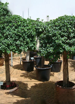 Ficus Diversifolia (Rounded)