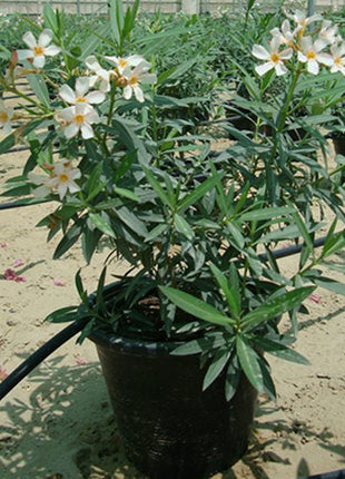 Oleander &#8220;Nerium Oleander&#8221;