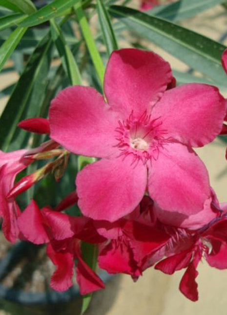 Oleander &#8220;Nerium Oleander&#8221; Mix Copa 30L