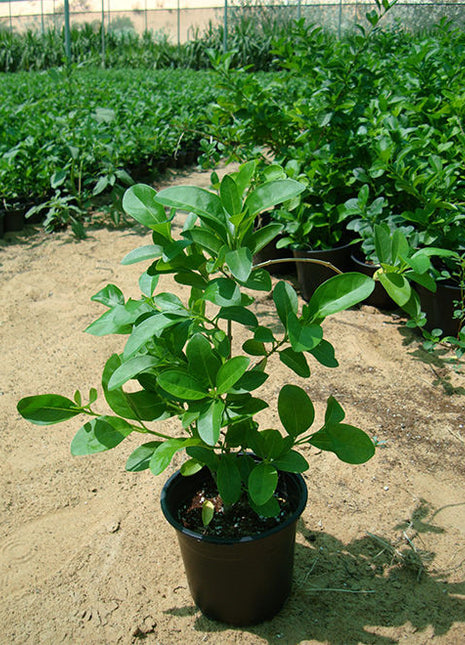 Clerodendrum Inerme (Wild Jasmine)