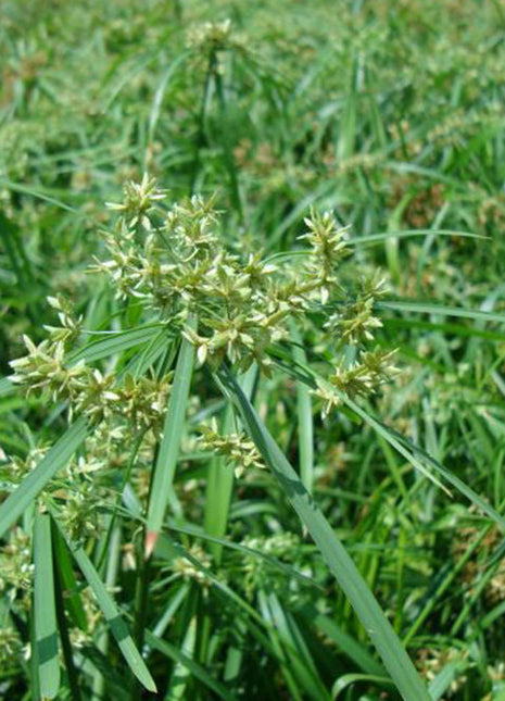 Cyperus Alternifolius &#8220;Umbrella Papyrus&#8221;