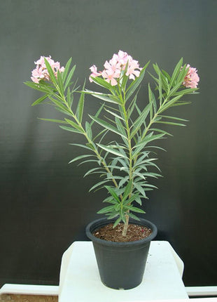 Oleander &#8220;Nerium Oleander&#8221;