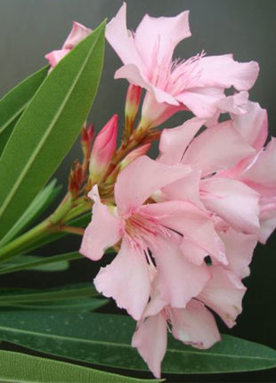 Oleander &#8220;Nerium Oleander&#8221;