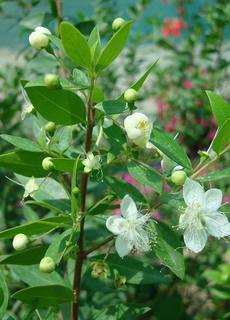 Myrtus Communis &#8220;‎Myrtle&#8221; 40 &#8211; 60cm