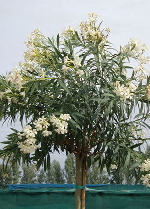 Oleander &#8220;Nerium Oleander&#8221;