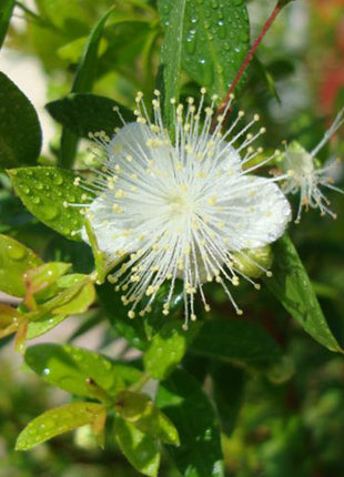 Myrtus Communis &#8220;‎Myrtle&#8221; 40 &#8211; 60cm