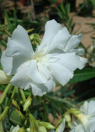 Oleander &#8220;Nerium Oleander&#8221;