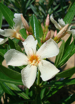 Oleander &#8220;Nerium Oleander&#8221;
