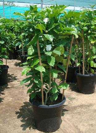 Tabernaemontana Divaricata, crape jasmine