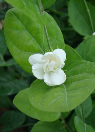 Arabian Jasmine Motia &#8220;Jasminum Sambac&#8221;
