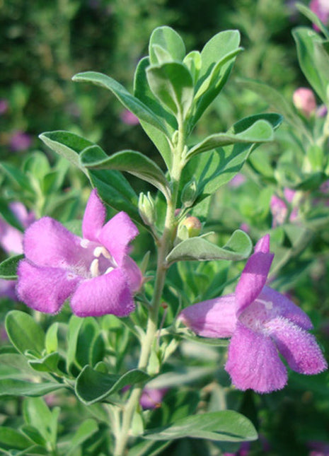 Leucophyllum Frutescens &#8220;Texas Sage&#8221;