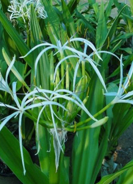 Crinum Asiaticum &#8220;Spider lily or Seashore Lily&#8221;