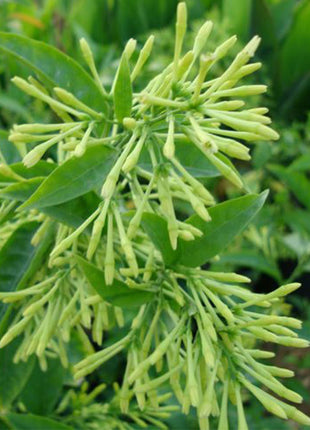 Night Queen or Raat Ki Rani&#8221;Cestrum Nocturnum or Night-blooming jasmine&#8221;