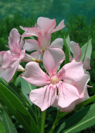 Oleander &#8220;Nerium Oleander&#8221; Mix Copa 30L