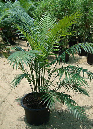 Cycas Circinalis &#8220;Queen Sago&#8221;