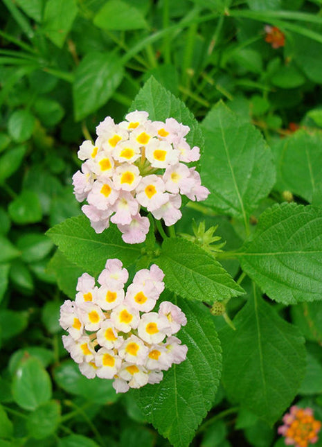 Lantana Camara &#8220;Pink&#8221;