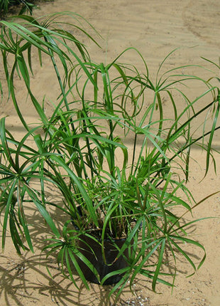 Cyperus Alternifolius &#8220;Umbrella Papyrus&#8221;