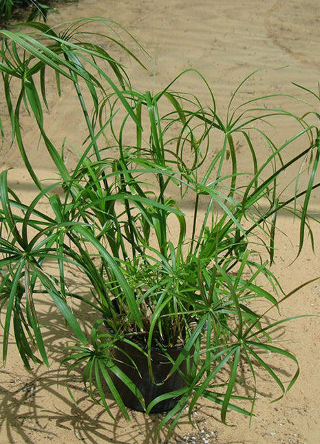 Cyperus Alternifolius &#8220;Umbrella Papyrus&#8221;